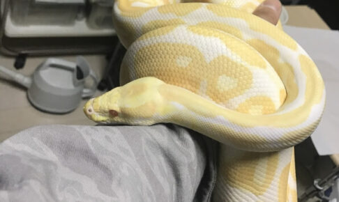 アミメニシキヘビ 横浜市戸塚区で脱走 毒性はあるの 飼い主は誰 罰則は Happylife