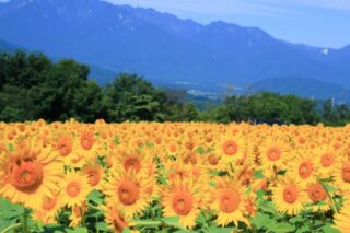 東武東上線 川越周辺の花が見頃の公園 花の名所5選 ひまわり コスモス 彼岸花 Happylife 埼玉 東武東上線沿線 川越周辺情報