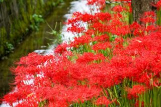 埼玉 秩父 花が見頃の公園 観光名所 ダリア 彼岸花など ５選 9月 10 月 Happylife 埼玉 東武東上線沿線 川越周辺情報